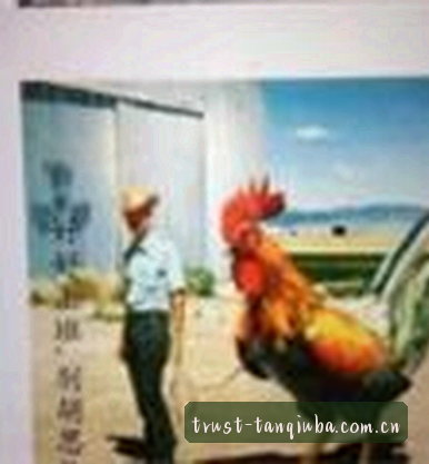 赵凯